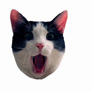 Image result for A Mean Cat Meme