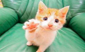 Image result for Animal High Five Meme