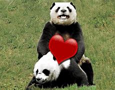 Image result for Panda Love Emoji