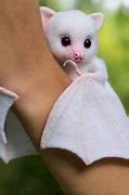 Image result for Baby Albino Fruit Bat