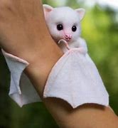 Image result for Albino Bat Real Life
