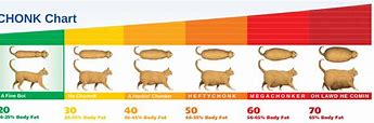 Image result for Cat Weight Scale Chonker