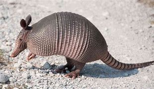 Image result for Armadillo Silhouette