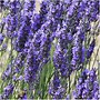 Image result for Lavandula angustifolia grosso