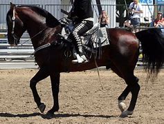 Image result for Aztech Horse