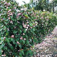 Magnolia Fairy Blush ಗಾಗಿ ಇಮೇಜ್ ಫಲಿತಾಂಶ