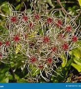 Image result for White Clematis Seeds