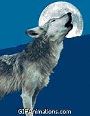 Image result for Wolf Staring Galaxy Meme