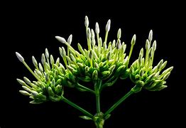 Image result for Green and White Flower Background