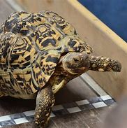 Image result for Tortoise Race