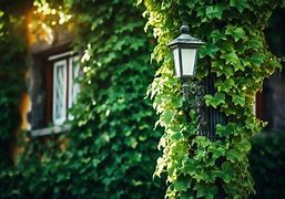 Image result for Picture of a Vine Wrapping around a Post