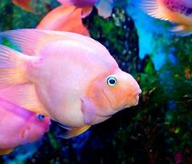 Image result for Jelly Bean Parrot Fish