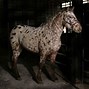 Image result for Brown and White Horse with a Person