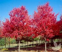 Image result for Acer rubrum Fairview Flame