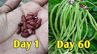 Image result for Yard Long Beans in Hindi