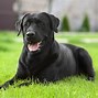 Image result for Dog Wearing Lab Coat