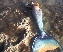 Image result for Real Mermaid Body