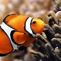 Image result for iOS Wallpaper Fish