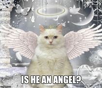 Image result for Angel Cat Pfps Meme