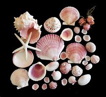 Image result for Pretty Shells