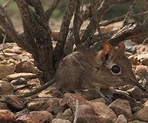 Image result for africanidae