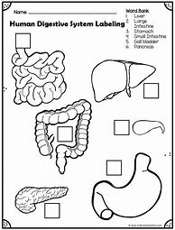Image result for Digestive System Cut Out Worksheet