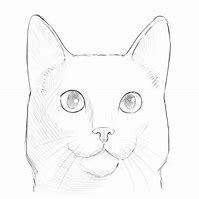 Image result for Cat Face Sketch