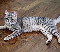 Image result for Gray Tabby Cat Full Body