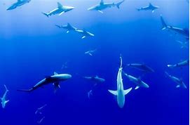 Image result for Shark graveyard Indian Ocean