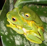Image result for Frog Amplexus