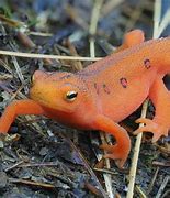 Image result for Orange Salamander