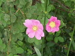 Image result for Sequoia Grove Rose