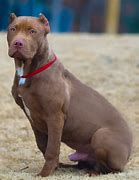 Image result for Red Nose Pit Bull Male for Sale