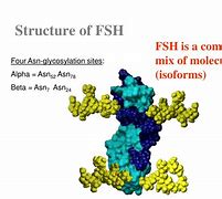 Image result for Struktur FSH