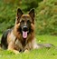 Image result for Show Me a Picture of a German Shepherd Face