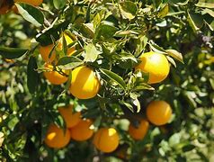 Image result for Big Orange Fruit Tree
