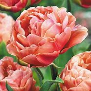 Image result for Tulipa Copper Image