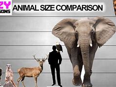 Image result for sizes compare animal