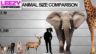 Image result for Animal Size Comparison Chart