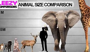 Image result for Size Comparison