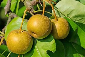 Image result for Asian Pear Tree Planting