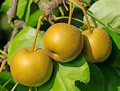 Image result for Asian Pear Fruit