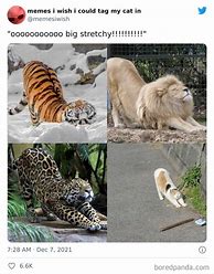 Image result for Big Cat Meme