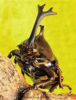 Image result for Unicorn Beetle Austrlaia