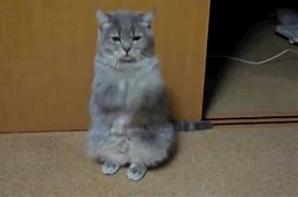 Image result for Funny Cats Praying