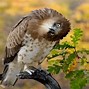 Image result for Modern Eclectic Wildlife Wallpaper
