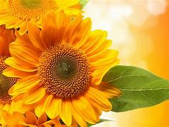 Image result for Aesthetic Sunflower HD Wallpapers