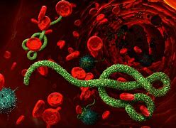 Image result for ebola pictures