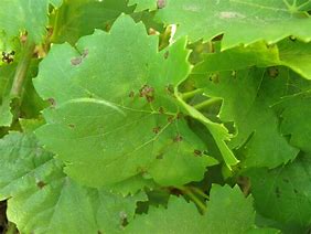 Image result for Grape Leaf Brown Spots