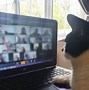 Image result for Cat iPhone Zoom